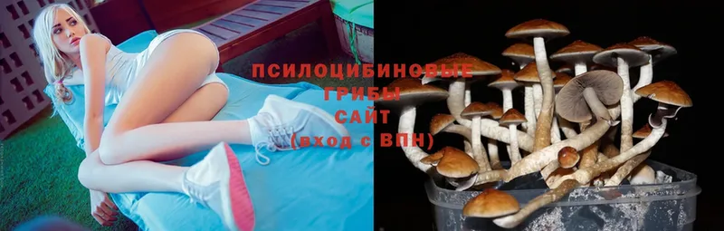 Галлюциногенные грибы Psilocybe  Богучар 